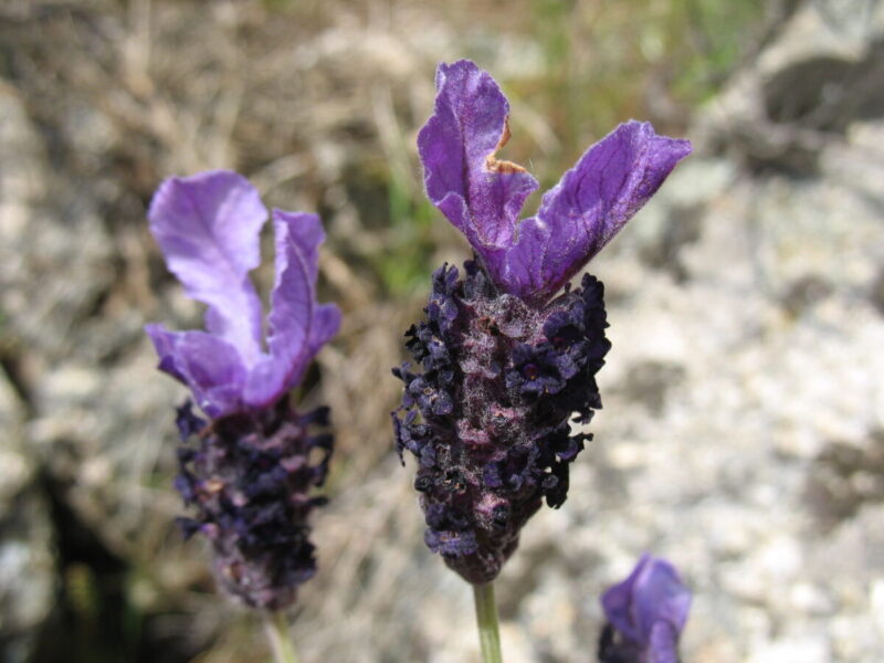 Levandule (foto Roman Olšanský)