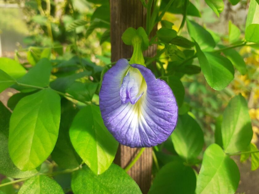 Clitoria terneata (foto Gabriela Olšanská)